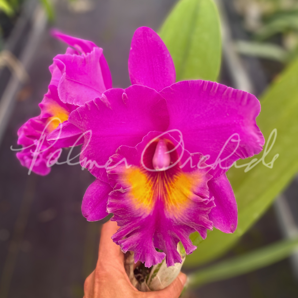 Rlc. Yoko Kilbourne — Palmer Orchids